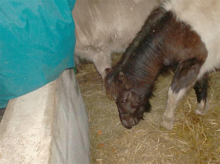 Anden særlig race Belladonna<3  givet væk:/ - 2 hø <3. og hmm monas regnjakke? d: billede 2