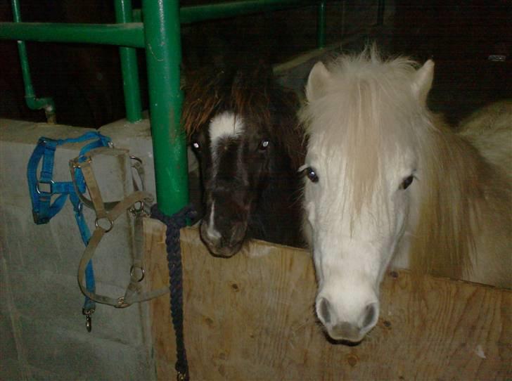 Anden særlig race Belladonna<3  givet væk:/ - 3 Belladonna og plejemor sidsel (:  billede 3