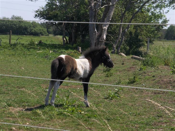 Anden særlig race Belladonna<3  givet væk:/ - 4 forår 07  billede 4