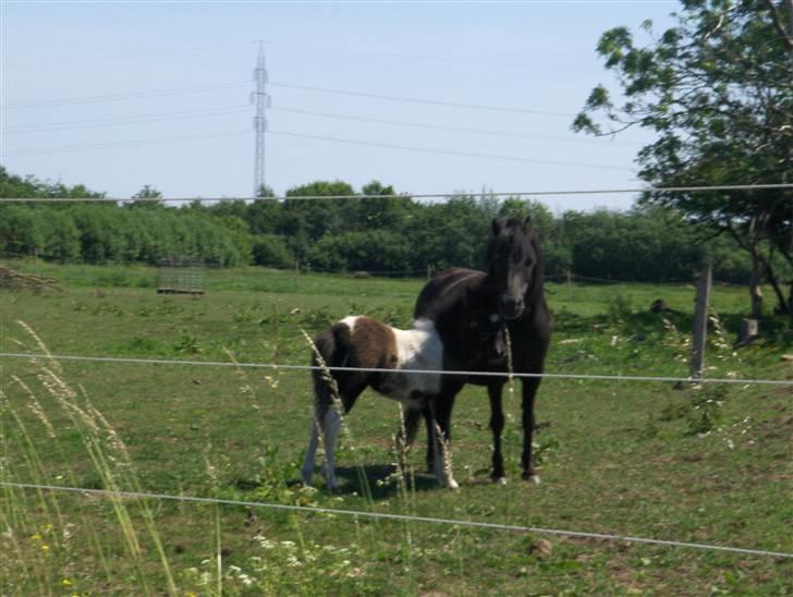 Anden særlig race Belladonna<3  givet væk:/ - 5 mig og moor <3 billede 5