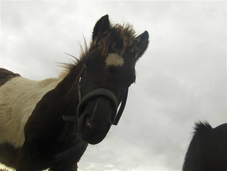 Anden særlig race Belladonna<3  givet væk:/ - 6 hvorfor ligger du der og tager billeder af mig Tenna? billede 6