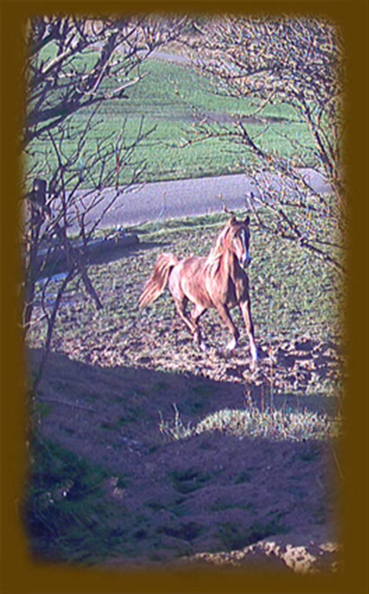 Arabisk fuldblod (OX) Indian Zila   - Indian Zila 2 år billede 1