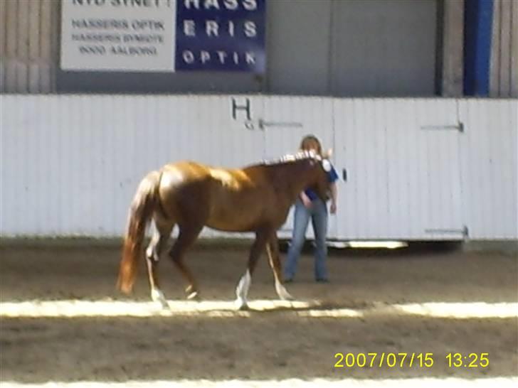 Arabisk fuldblod (OX) Indian Zila   - DSP Hoppekåring 2007 billede 4