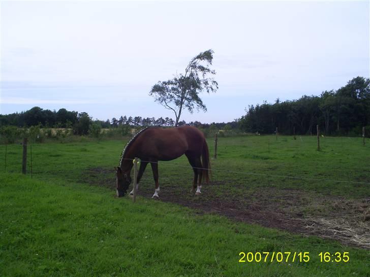 Arabisk fuldblod (OX) Indian Zila   - Hjemme igen efter DSP Hoppekåring 2007 billede 5