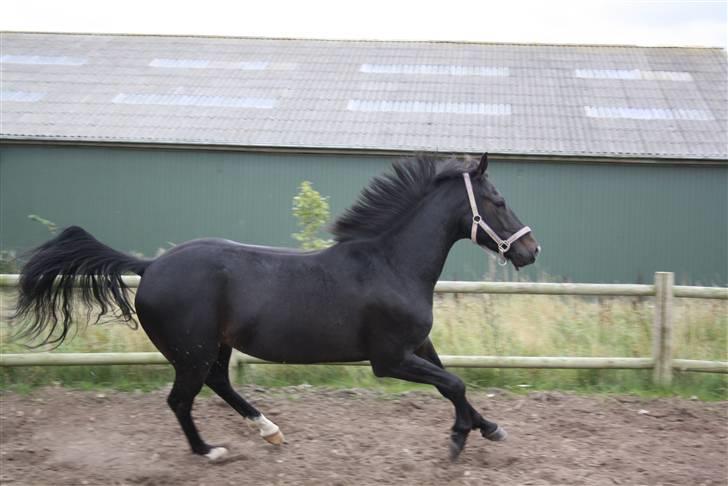 Anden særlig race Prince Charming SOLGT :'( - vild dyret udenfor.. :D billede 4
