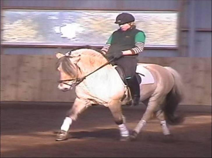 Fjordhest Tone Prinsesse Petersen billede 4