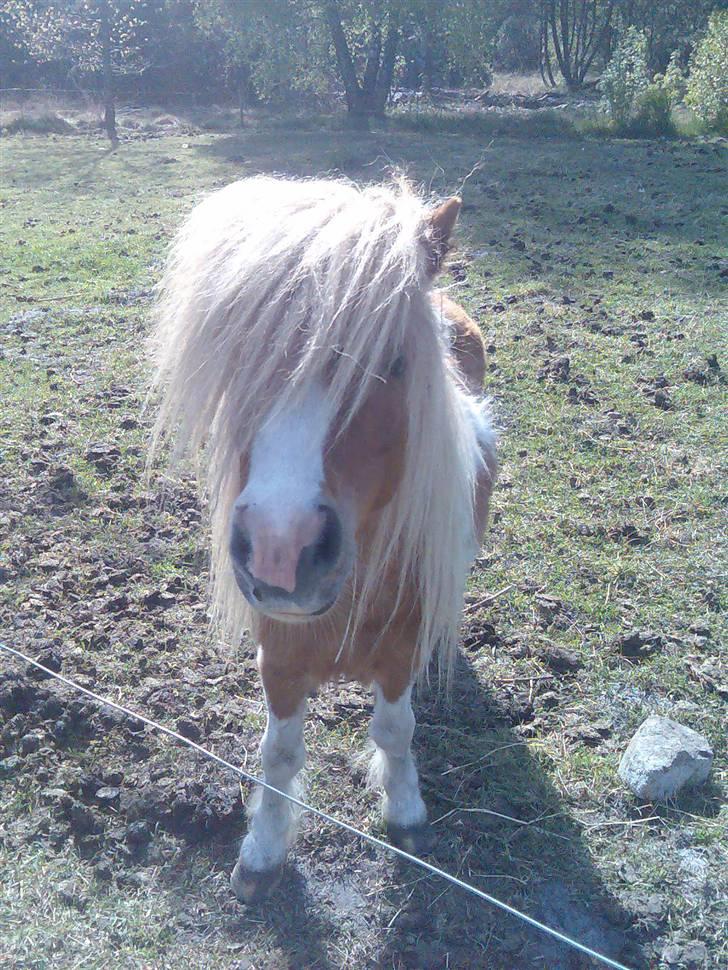 Miniature Superman Fra Supersesse - min dejlige skatter basse <3( i må kun kopirere billederne hvis i få lov af  billede 9