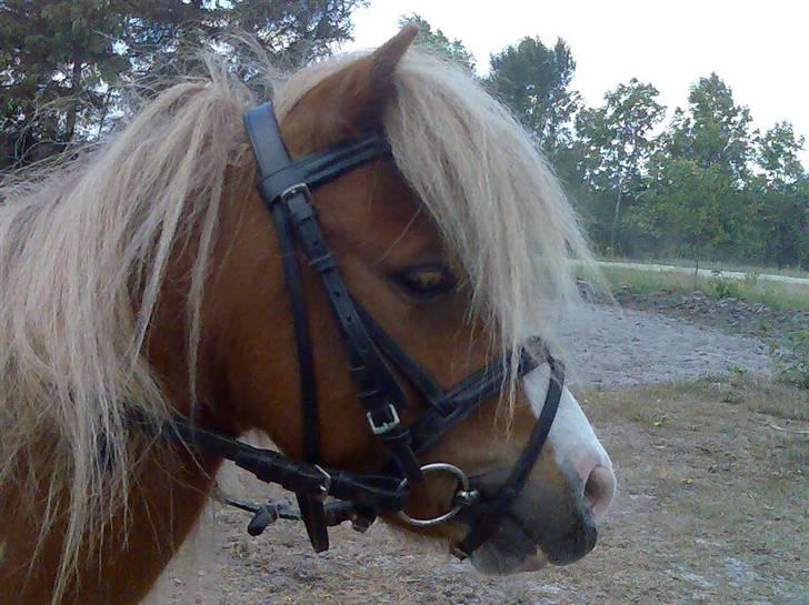 Miniature Superman Fra Supersesse - min dejlige hingste man <3 ( i må kun kopirere billederne hvis i få lov af mig ) billede 11