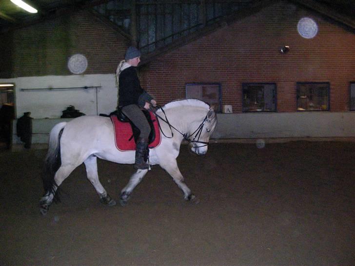 Fjordhest Basta - Vinter 2008 billede 4