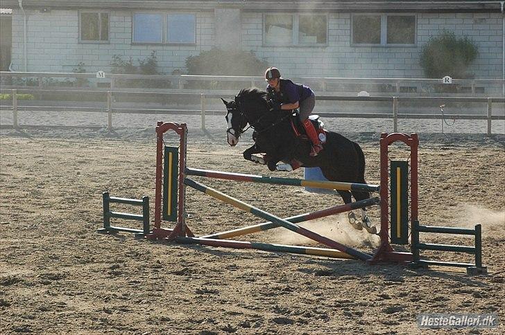 Holstener Prior's Maluta *SOULMATE* R.I.P 15/09/2011 - Fordi vi har gået gennem ind & vand for hinanden <3 billede 11