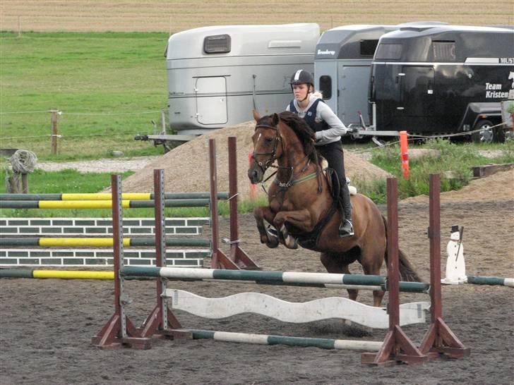 Irsk Sportspony Tullibards Gala Gold  billede 13