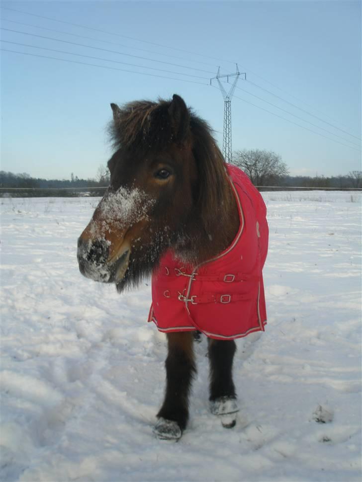 Islænder Greipa fra klattrup - Greipa få sne.... Dec. 2009 billede 1