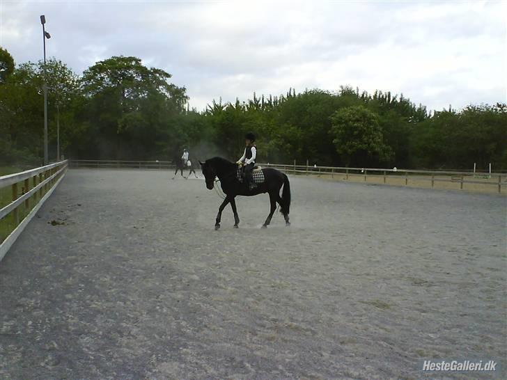 Belgisk Sportspony Lotus Royal SOLGT - jeg savner dig over alt på jorden, pony. jeg kunne dø for dig du er så meget vær og så godt!i;. Lotus Royal, ér en ren stjerne pony, alle kunne ønske sig, for hen er den perfekte pony over alt på  jorden!<3. billede 3