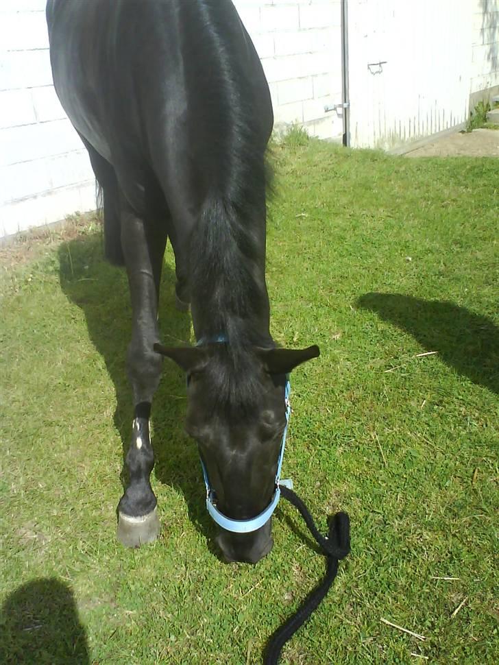 Belgisk Sportspony Lotus Royal SOLGT - Lotus græsser, efter hård dresur<3 savner dig foto:mhhttv.mig(:« billede 5