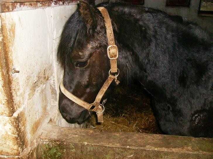 Welsh Pony af Cob-type (sec C) Zemtao-Hougård Solgt billede 6