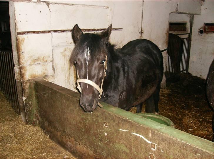 Welsh Pony af Cob-type (sec C) Zemtao-Hougård Solgt billede 7