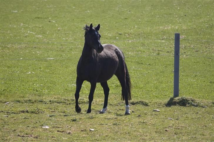 Welsh Pony af Cob-type (sec C) Zemtao-Hougård Solgt billede 9