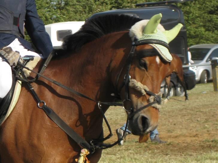 Anden særlig race Miss Flying Daisy - You make the sun come up on a cloudy day your my number 1 your my special thing <3 ! billede 11