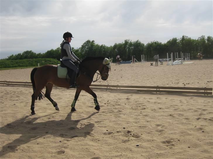 Anden særlig race Miss Flying Daisy - Opvarmning til undervisning<3 billede 12