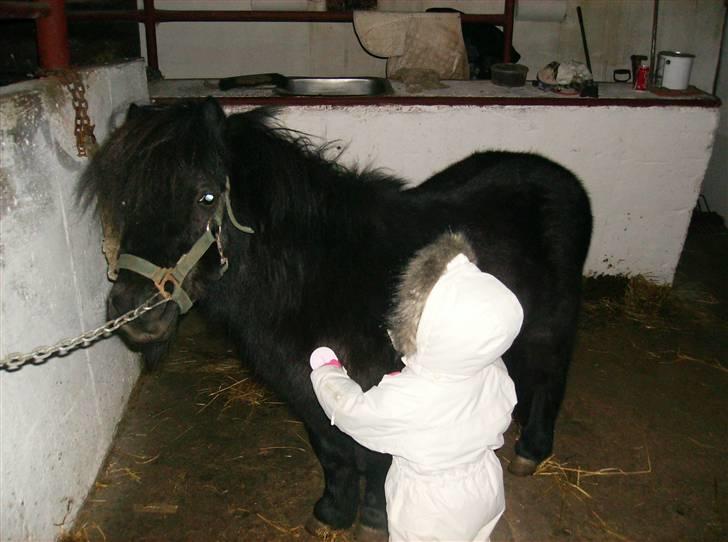 Shetlænder Jolly Jumper  billede 8