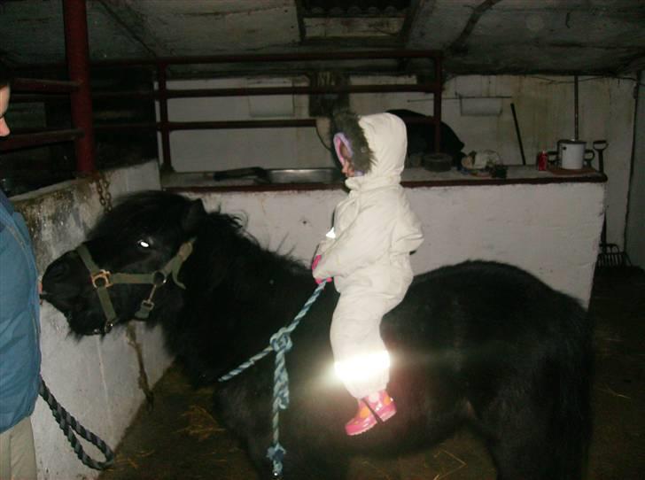 Shetlænder Jolly Jumper  billede 9