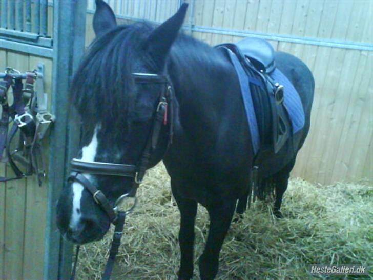 DSP Ca-pia *Død* <3 - orh hun er vist træt . billede 11