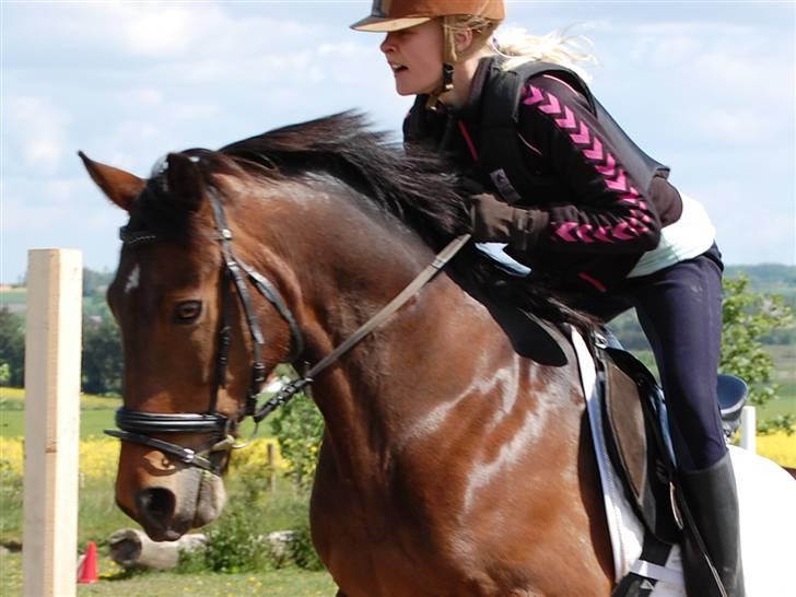 Welsh Cob (sec D) Jumper. - spring stævne , LD  NBSR en 2.pl med tiden 36,2 :) billede 18