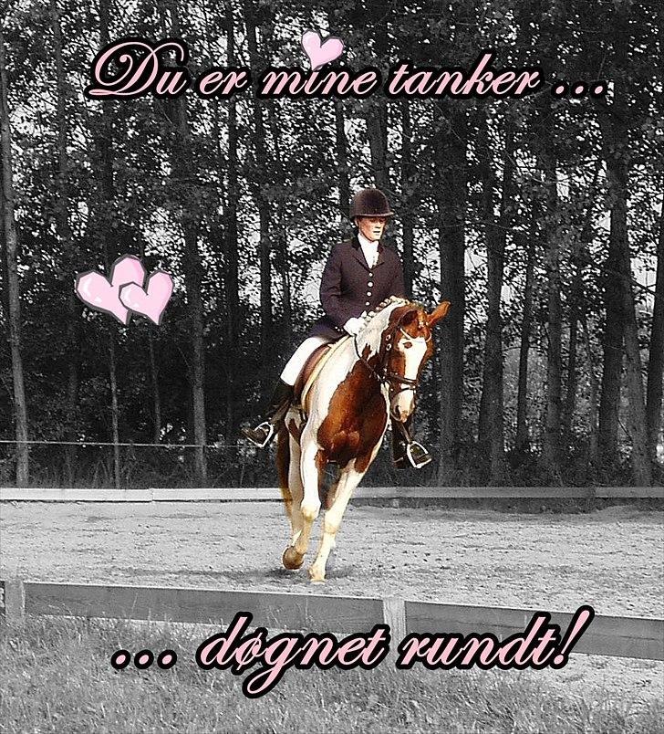 Pinto Araber Ara *R.I.P* - - fordi dit navn var Ara! (; billede 11