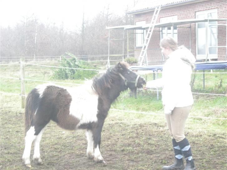 Anden særlig race Belladonna<3  givet væk:/ -  7 har du noget mad christina? d; billede 7