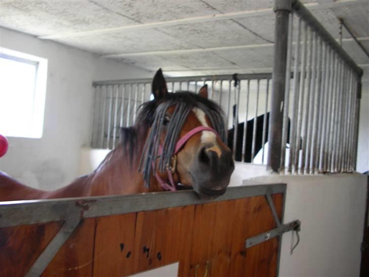 Welsh Mountain (sec A) Bonnie Trellebjerg billede 3