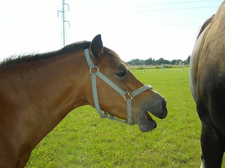 Welsh Mountain (sec A) Bonnie Trellebjerg billede 4