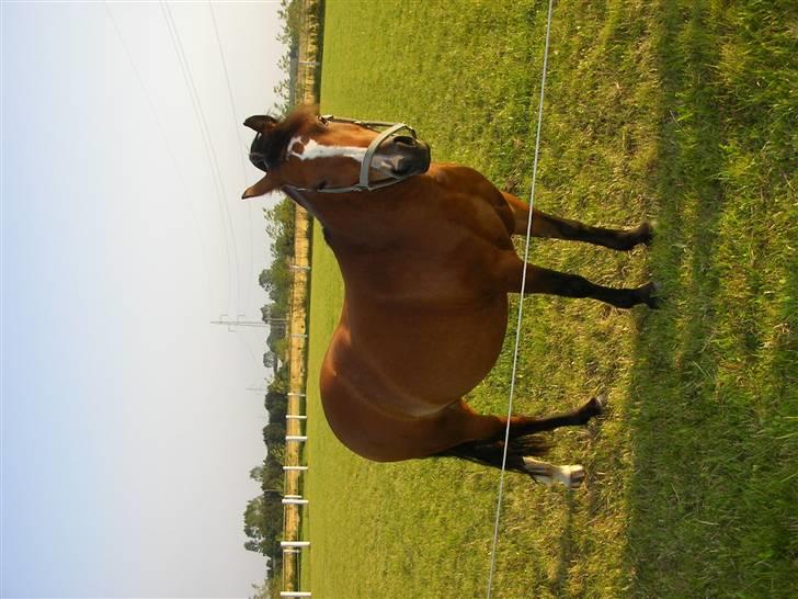Welsh Mountain (sec A) Bonnie Trellebjerg billede 5