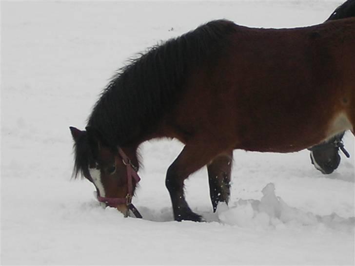 Welsh Mountain (sec A) Bonnie Trellebjerg billede 6