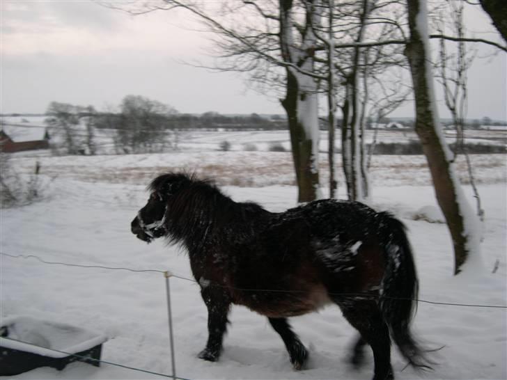 Shetlænder tarzan<33 - du er bare smuk i alt slags vejr<33 billede 10