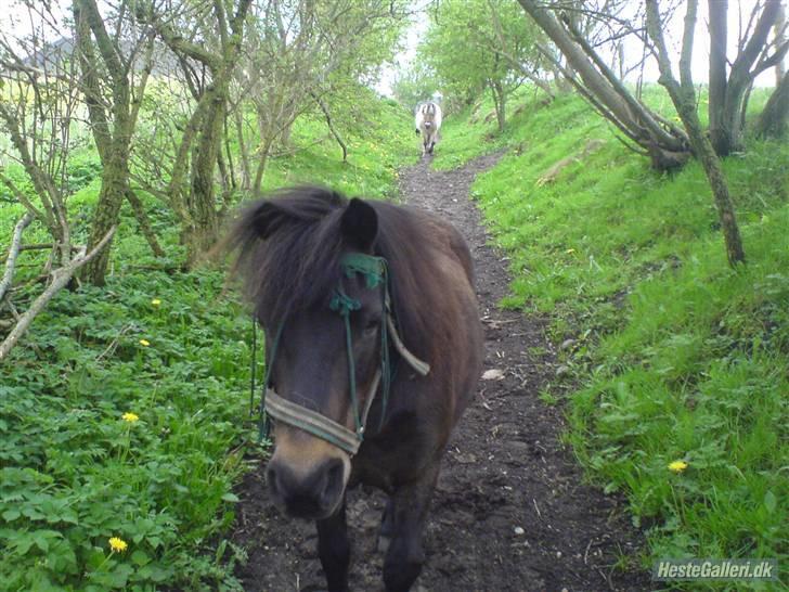 Shetlænder tarzan<33 billede 11
