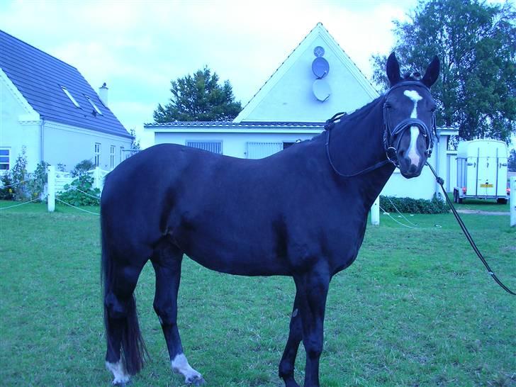 Dansk Varmblod Matilde Bakkely  billede 3