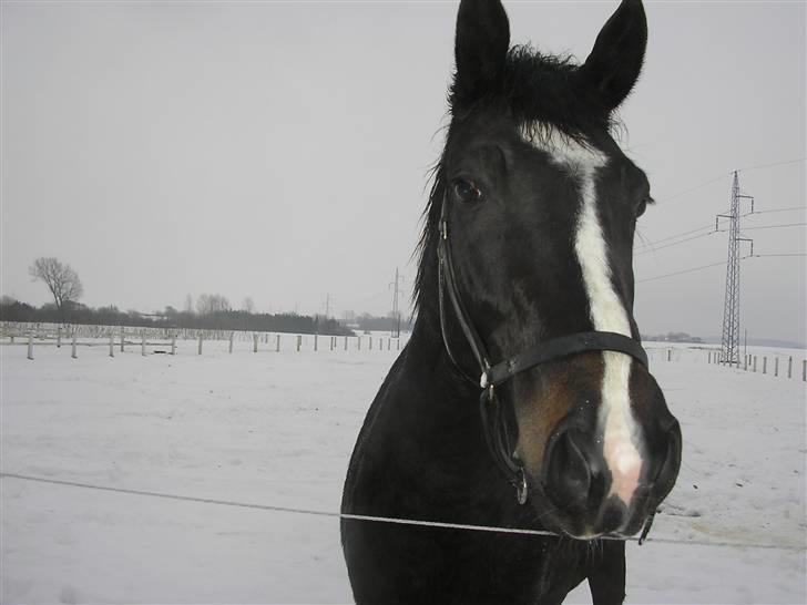 Dansk Varmblod Matilde Bakkely  billede 7