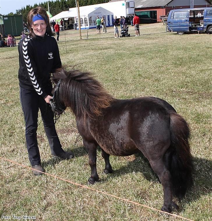 Shetlænder Lille Peter  -  Mønstring Lemvig 2009 <3 billede 7