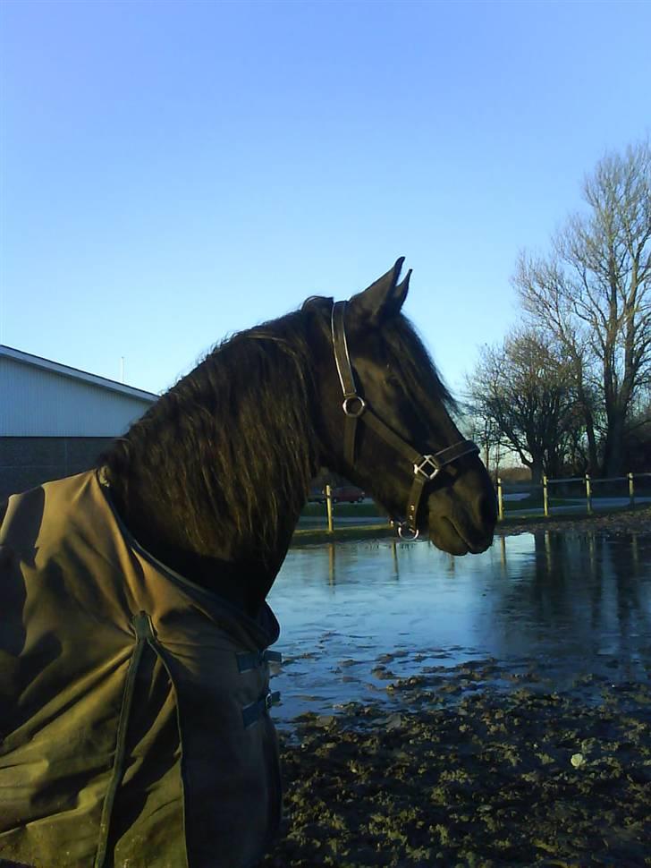 Frieser Nelly. (Solgt) - jaa en tur på den dejlige ,m slet ikke mudret fold :) <3 billede 9