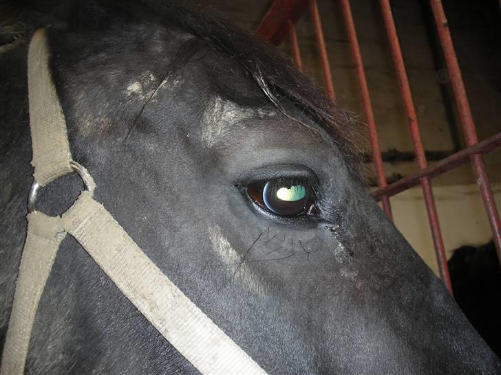 Anden særlig race Cindy - Eks halvpart - Cindy´s smukke øje {: <33 billede 11