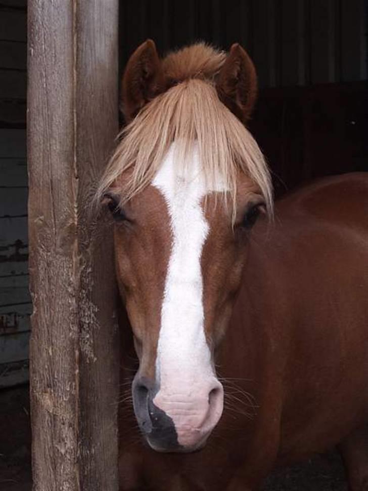 Welsh Pony af Cob-type (sec C) Faxi (solgt) billede 15