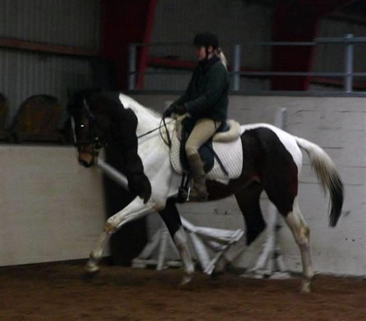 Pinto Zefir - Er han ikke fin<3333 billede 2