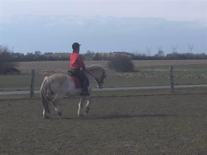 Fjordhest Mick Mølbak FJ 9403365 - flotte (; billede 15