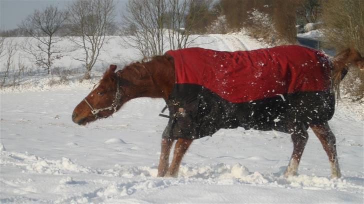Anden særlig race Toffeeducksthehalfnosedpo - Det er nu dejligt med en rulletur i sneen ;) billede 13