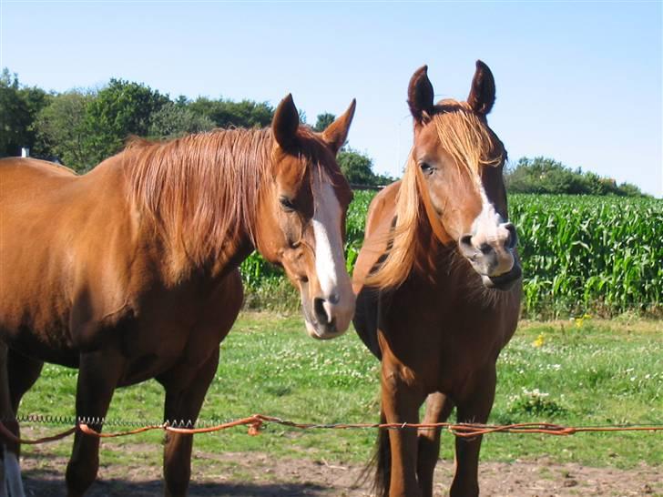 Arabisk fuldblod (OX) Indian Kapella - Indian og Zila.. Den dag Zila blev afhentet.. billede 16