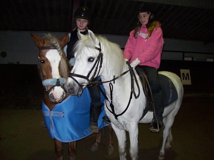 Welsh Mountain (sec A) Sabine - Sabine og hendes elskede Demsey de er bare så gode venner :) laura på bine og isi på demsey<33 billede 6