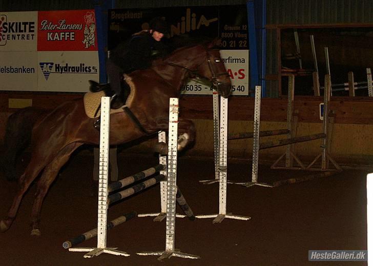 Dansk Varmblod Labiony - Springundervisning:) billede 16