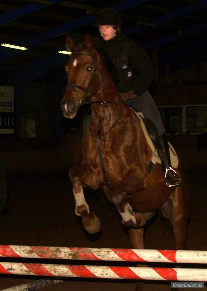 Dansk Varmblod Labiony - Springning <33 billede 18