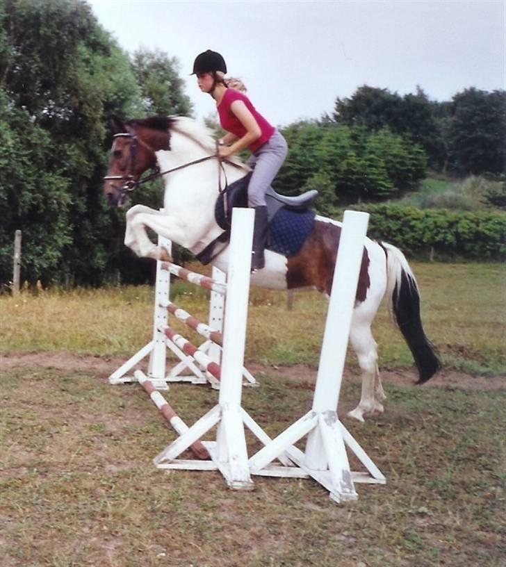 Pinto Puk *Solgt* - hopsa, spring på ca 1 meter:) Foto: min mor billede 11