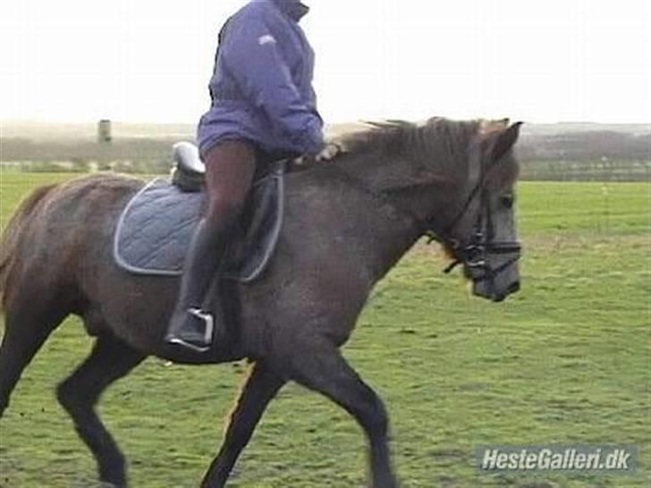 Islænder /Blanding Bamse(rim-faxe) billede 15